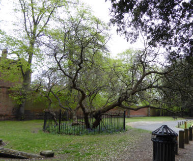 First mulberry tree