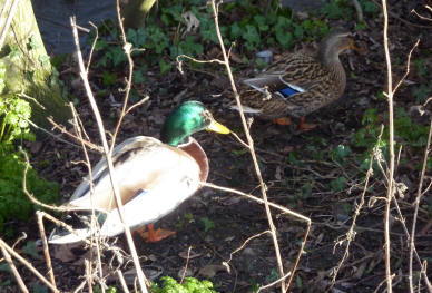 Ducks