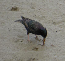 Starling