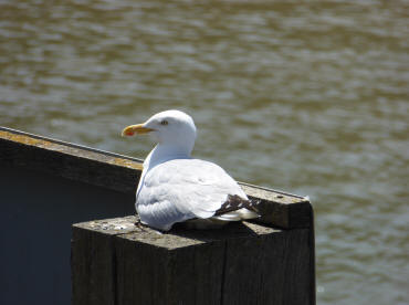 Deptford Creek