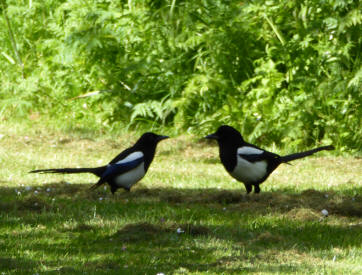 Two magpies