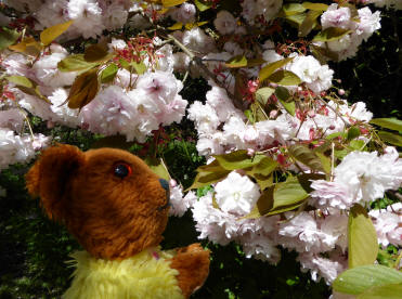 Blossoms on tree