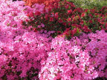 Brilliant azaleas