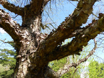 Peeling papery bark