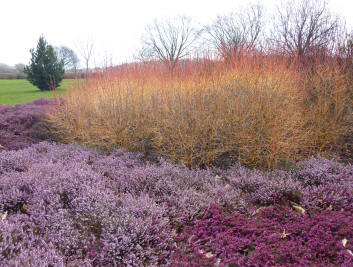 Heather and dogwood