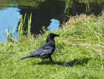 Crow 1