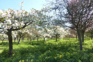 More blossom trees