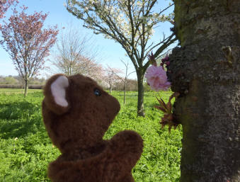 Almond blossom on trunk