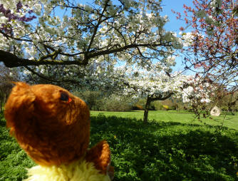 Blossom trees