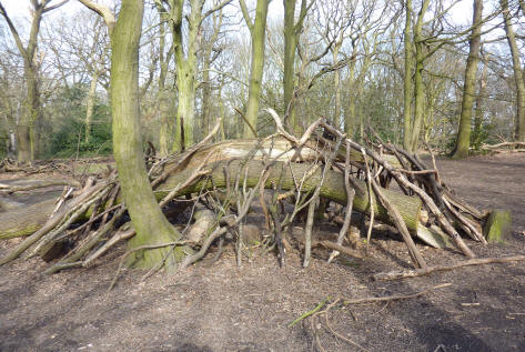 Highgate Wood branches