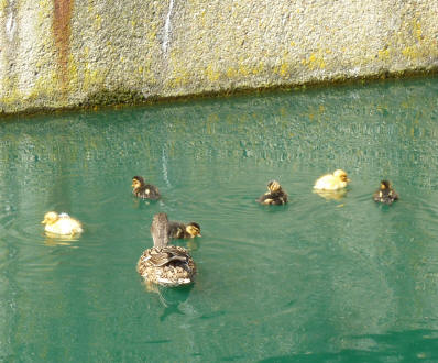 Duck and ducklings