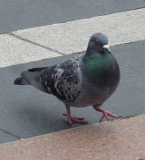 Pigeon