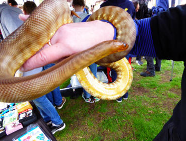 Petts Wood May Fayre Reptile Events