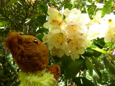 Rhododendron yellow