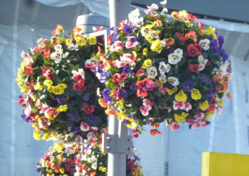 Hanging baskets