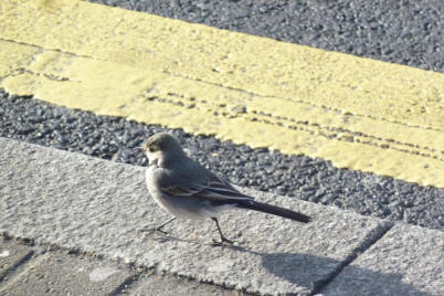 Wagtail