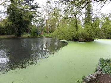 Duckweed