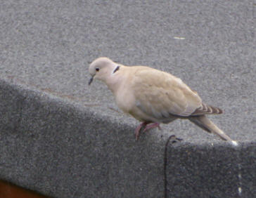 Collared dove