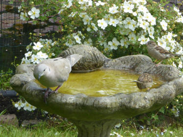 Collared dove