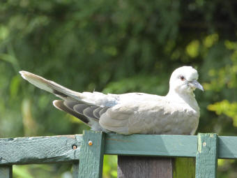 Collared dove