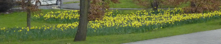 Daffodils