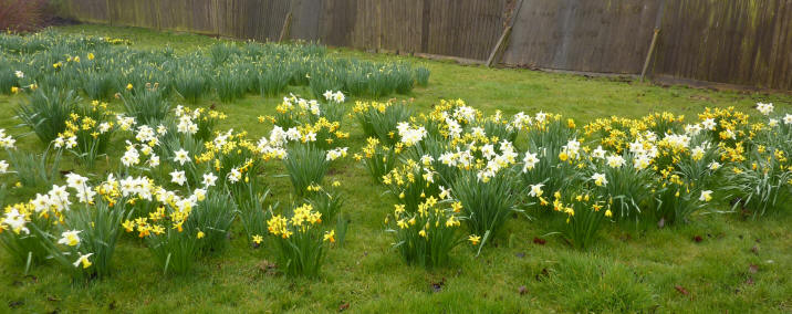 Daffodils