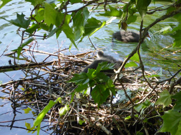 Moorhen chicks on nest