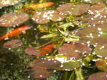 Petals on fishpond