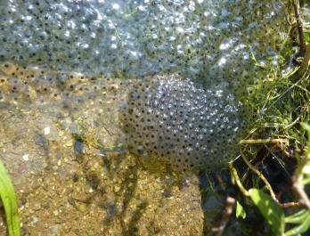 Frogspawn