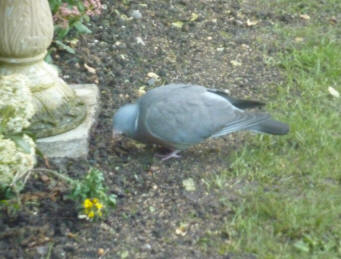 Wood pigeon