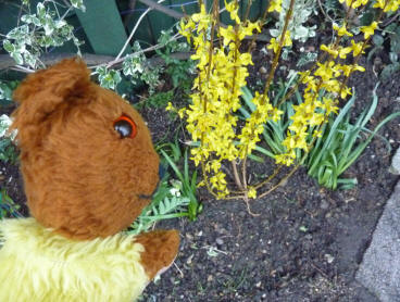 Forsythia planted