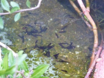 Tadpoles