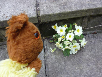 Primrose growing in crack on steps