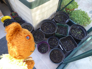 Seed pots in greenhouse