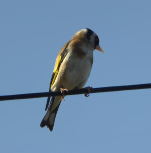 Goldfinch