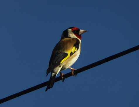 Goldfinch