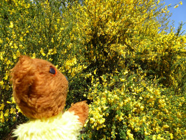 Gorse bush