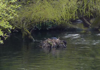 Moorhen nest