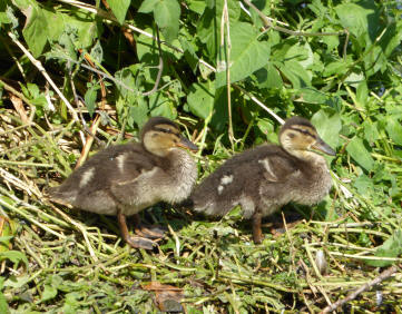 Ducklings