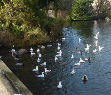 Park pond