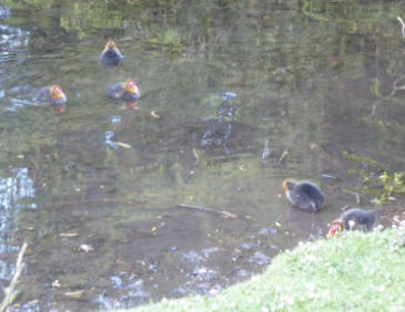 Moorhen chicks