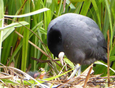 Coot and chick