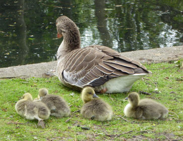 Goose and goslings