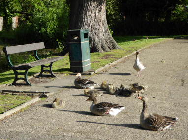 Geese in park