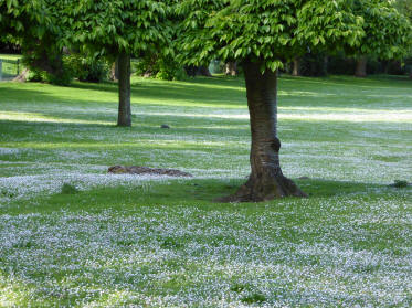 Daisies