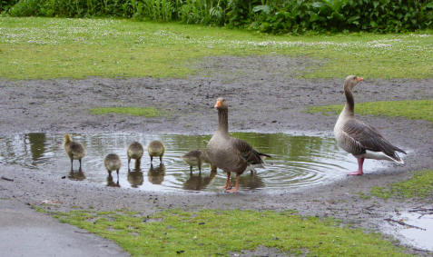 Goose family