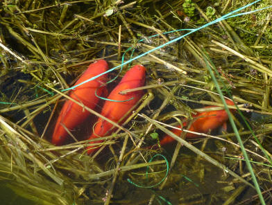 Fish lounging in the weed and straw