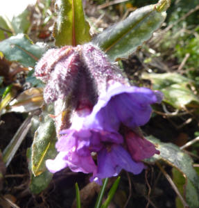 Pulmonaria