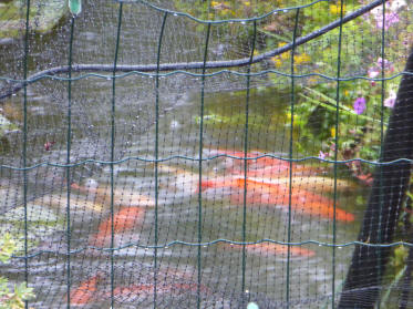 Rain on fishpond