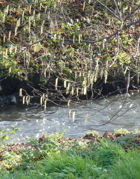 Catkins